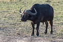 Cape Buffalo